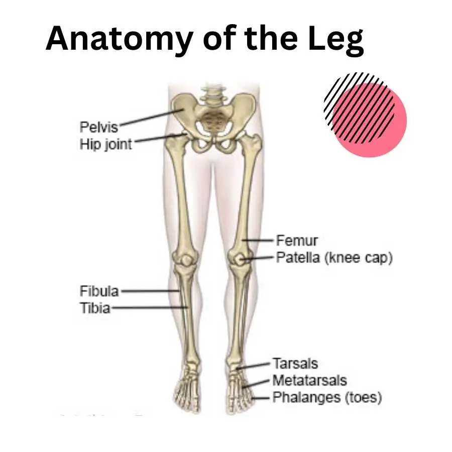 Detailed Medical Illustration Depicting the Anatomy of the Human Leg