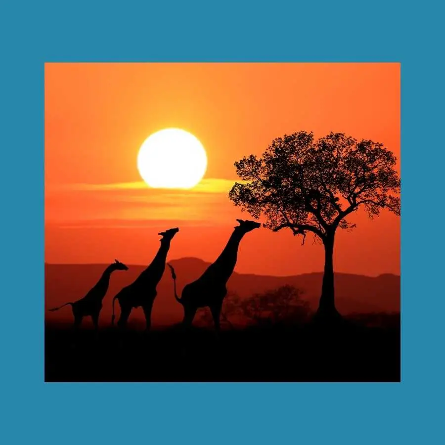 Silhouette of Giraffes and Tree Against African Sunse