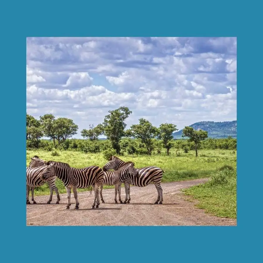 Zebras Crossing a Rural Road in South Africa
