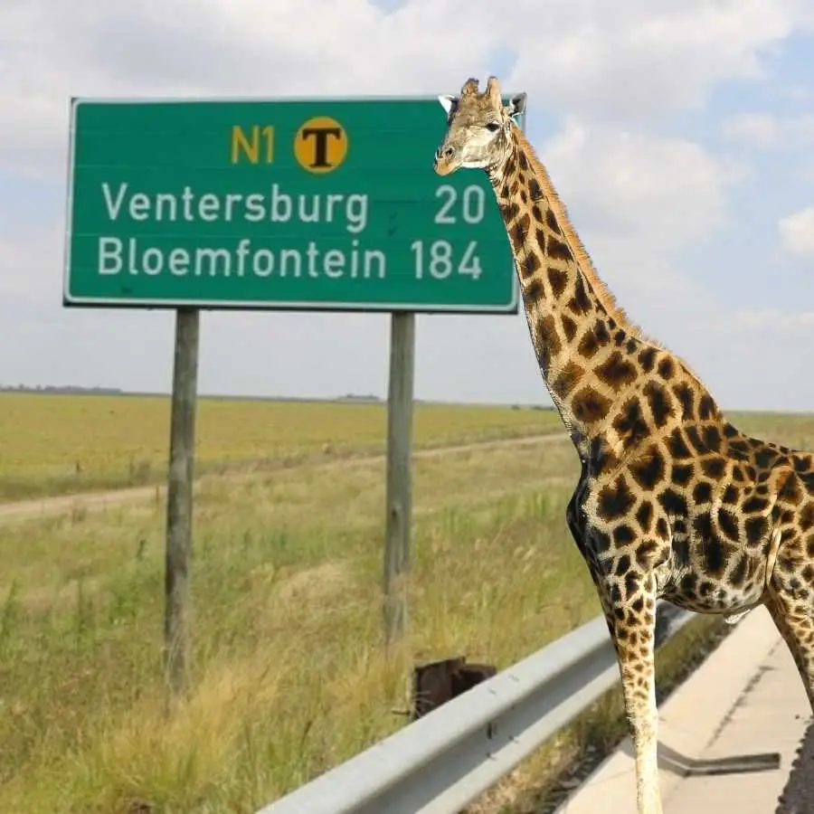 Giraffe standing near a road sign indicating distances to Ventersburg and Bloemfontein on the N1 highway